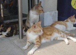 娱乐吃瓜君猫咪瘫痪,娱乐吃瓜君带你揭秘背后的故事