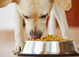 娱乐吃瓜养狗视频在线观看,在线观看乐翻天！