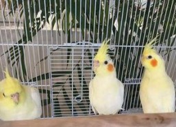 娱乐吃瓜君爆料遛鸟,遛鸟背后的明星趣事大揭秘