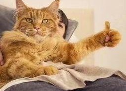 娱乐吃瓜酱猫糊糊,揭秘“酱猫糊糊”背后的故事