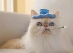 娱乐吃瓜菌猫猫,揭秘娱乐圈那些不为人知的幕后故事