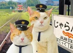 娱乐吃瓜喵散步,散步中的娱乐圈八卦揭秘