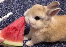 娱乐吃瓜小兔子视频大全,盘点热门视频大全