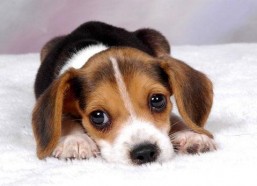 娱乐吃瓜菌小狗视频,娱乐菌带你领略萌宠欢乐时光