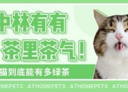 吃瓜娱乐绿茶猫