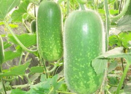 东瓜娱乐中老年吃瓜