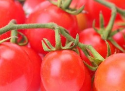 娱乐圈番茄小说吃瓜,番茄小说中的吃瓜盛宴，揭秘明星背后的秘密