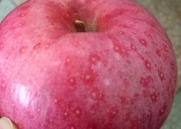 娱乐吃瓜酱密集恐惧症,娱乐吃瓜酱的惊悚之旅