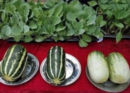 娱乐吃瓜壁纸图片大全,吃瓜壁纸大盘点