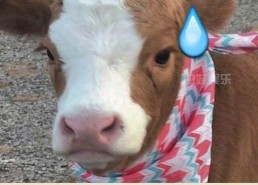 娱乐吃瓜酱幼崽,揭秘娱乐圈萌娃们的成长故事