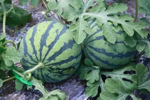 吃瓜在哪里看,各大平台瓜源汇总